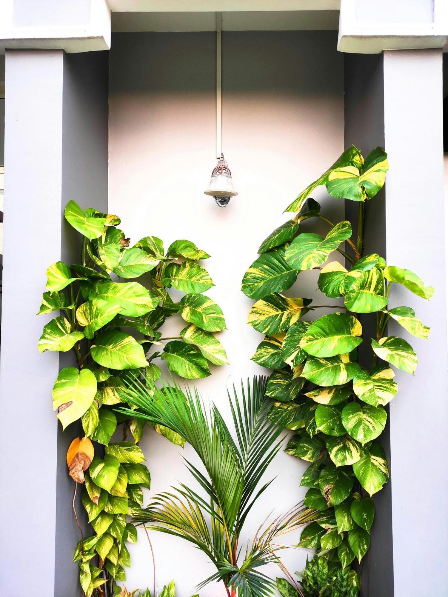 Mango Tree Villa Kochi Kültér fotó